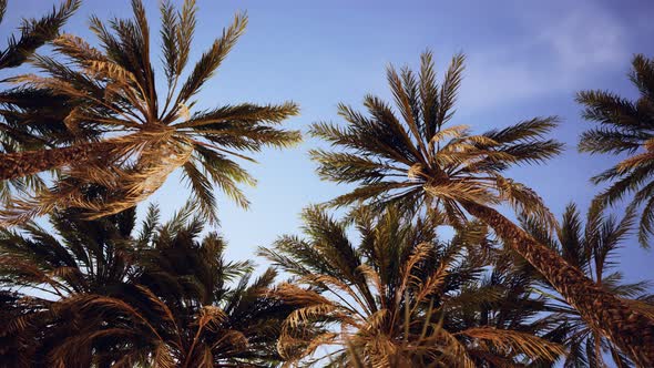 Palm Trees at Sunset Light and Sky