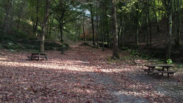 Autumn Season. City Park ground covered with leaves