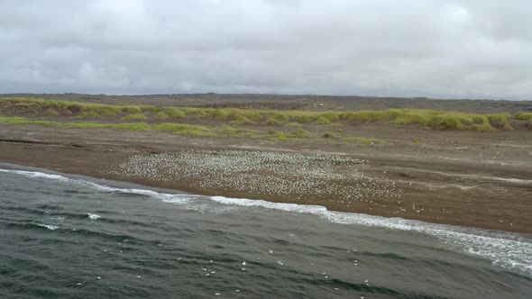 Tranquil Scenery Of The Beach With Birds On The Shore In Reykjanes Peninsula, Iceland - aerial drone