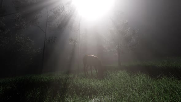 Deer Female in Forest in Fog