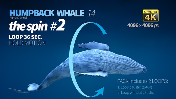 Humpback Whale 14 alt