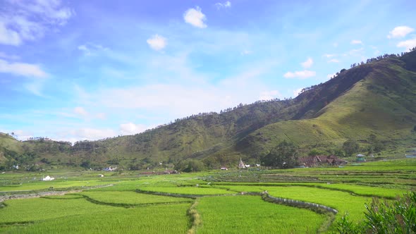 Green field with beautiful hills in Samosir Island