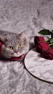 Romantic valentines day at home with pet cat