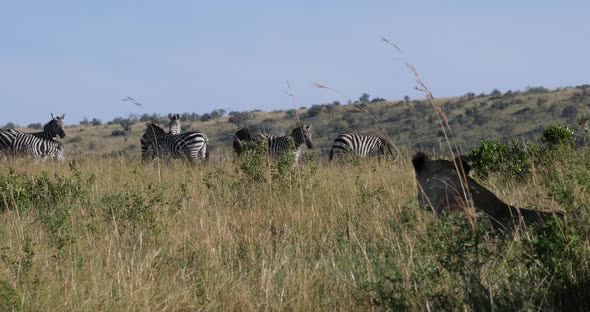 African Lion, panthera leo, Female hunting, Herd of Burchell Zebras, Tsavo Park in Kenya