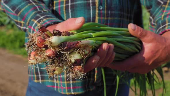 Close Up Farmer Man Hands Holding Bunch Onions in Garden