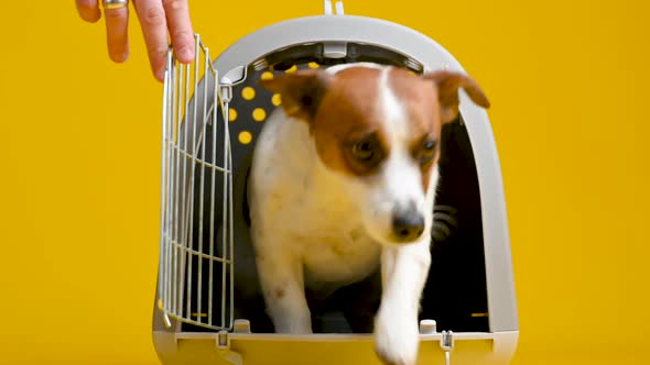 Male hands open and release the dog from the cage