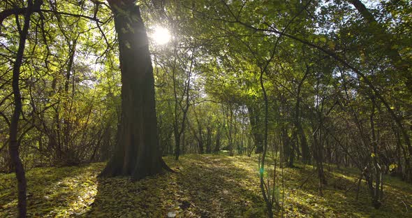 Amazing Forest Path