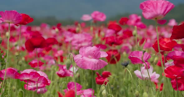 Pink poppy flower field garden