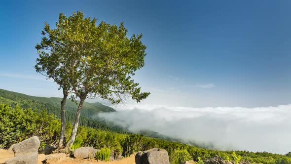 La Palma Tree And Clouds Timelapse, Spain 