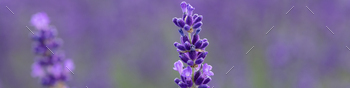 Banner 4x1  Linkedin in the middle is a purple lavender flower on a blurred background