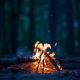 Campfire at Night Ambience