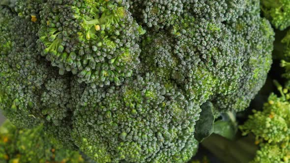 Fresh Green Broccoli Rotate