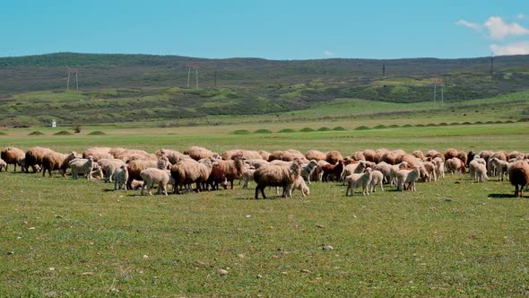 Sheep Graze in the Pasture