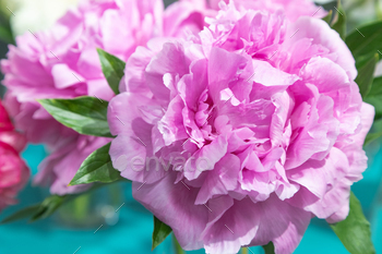 beautiful pink peony Susie Q flower. Closeup. Blurred background