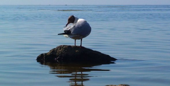 Sea Gull on a Stone in the Sea