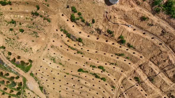 Rows of young Avocado plants, Aerial view 4 K