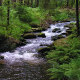 Small River Sound in the Forest with Birds Singing
