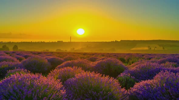 Sunrise Over A Field Of Lavender
