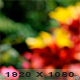 Garden Background - VideoHive Item for Sale