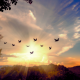 Birds Chirping in Nature Ambience