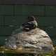 Duck standing on a rock - VideoHive Item for Sale