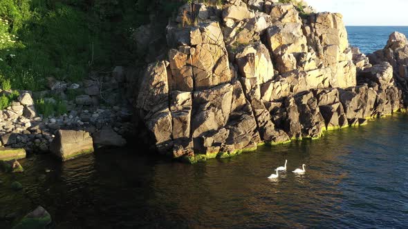 Aerial of Rocks at Bornholm Island Coast and White Swans Floating in the Water