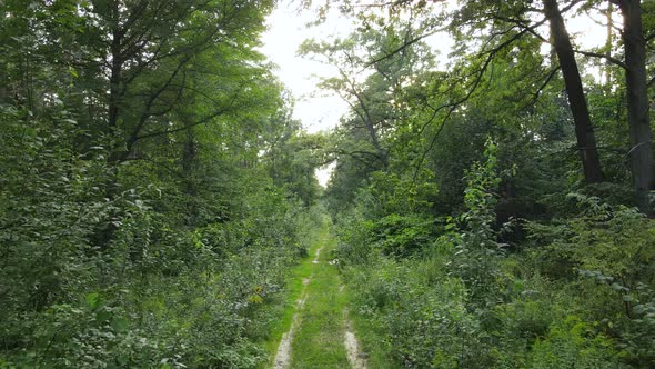 Slow Motion View of Green Forest By Day