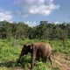 Elephant in Sri Lanka - VideoHive Item for Sale