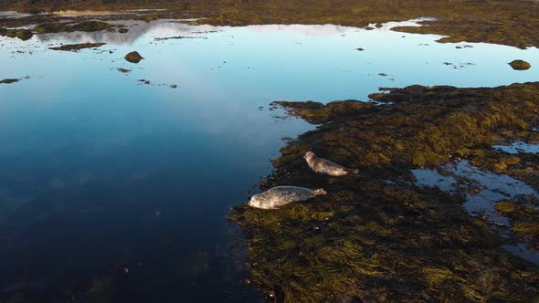 Sea Lions