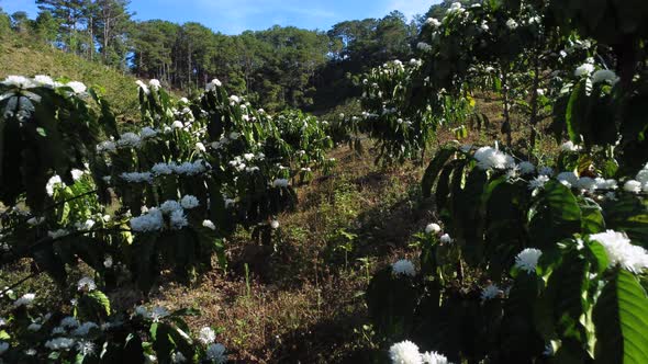 Slowly moving through blooming coffee plants, season of arabica