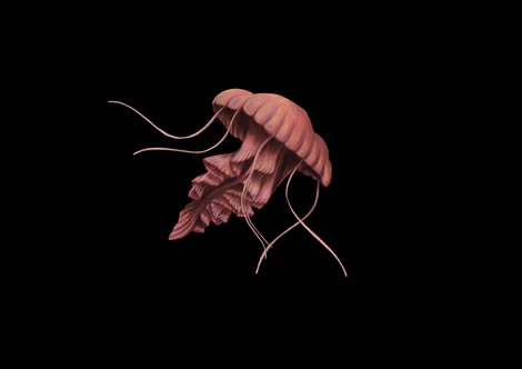 jellyfish animation on transparent background