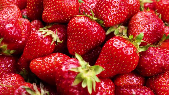 Rotting and Decay Strawberries Mold and Bacteria Fruit Quickly Become Small and Wrinkled Berries