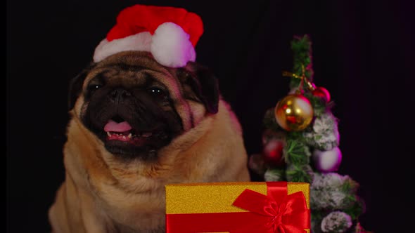 Pug Dog in a Hat Like Santa Claus