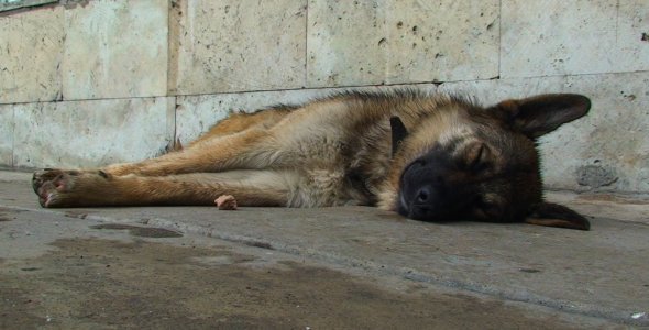 Dog Sleeping Outdoors LS