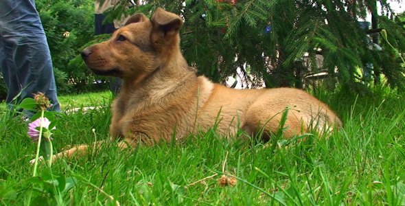 Puppy Lying on Grass in the Park