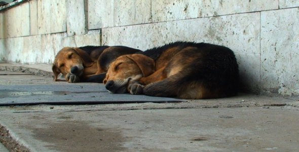 Two Dogs Sleeping Outdoors - 02