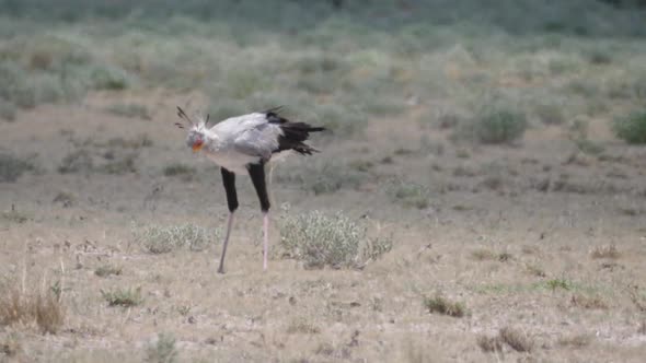 Secretary bird hunting at the savanna 