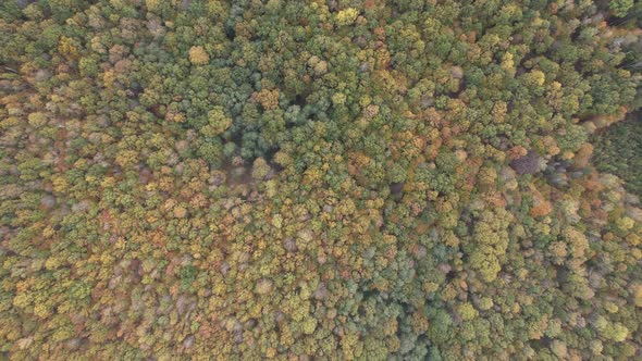 Aerial view of autumn forest landscape in sunny day. Travel and nature concept