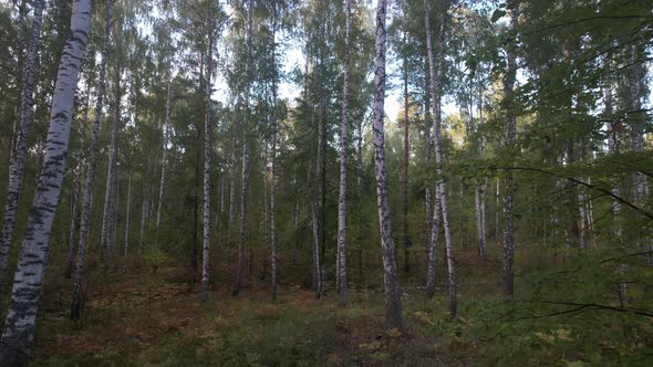 Birches In A Dense Forest