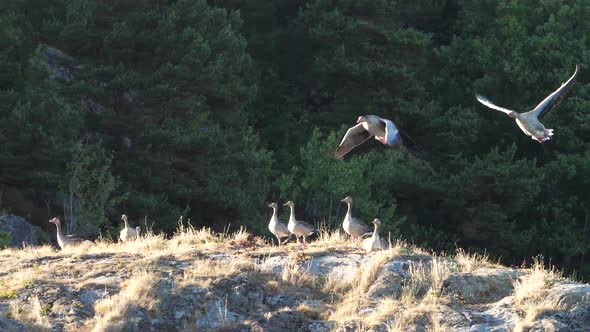 Greylag Goose Resting And  Flying Away The Rocky Cliffs With Green Trees On The Background. - wide s