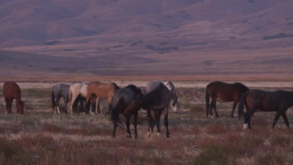 Horses trying to bite each other in the Onaqui wild horse herd