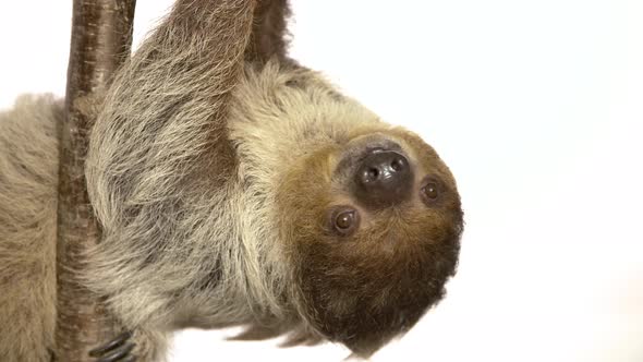 Sloth upside down hanging on a tree branch white background