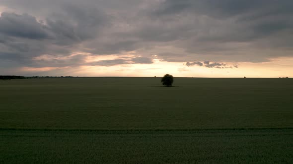 Drone flight above green field at sunset	