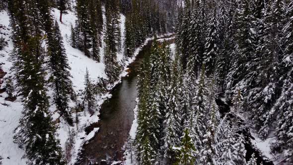 Creek in pine forest following snowing