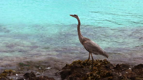 great blue heron hunting at isla san cristobal in the galalagos islands