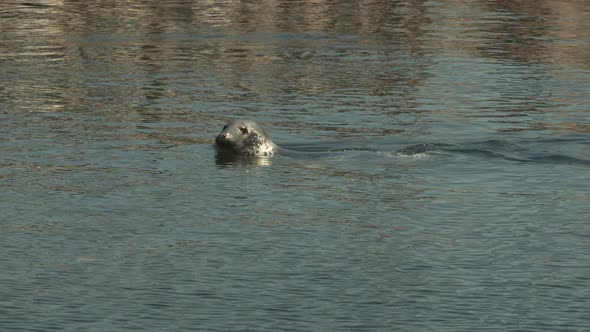 California Sea Lion Swimming Outside Aquarium