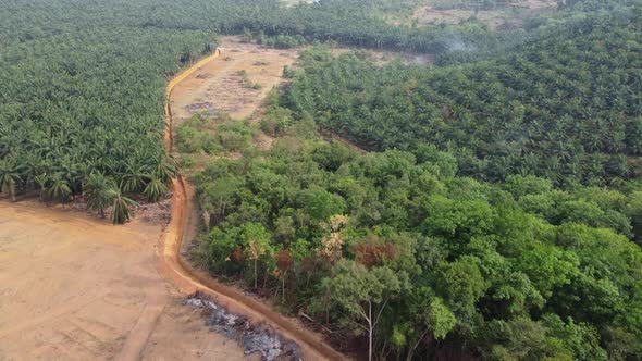 Aerial view oil palm tree is cut down.