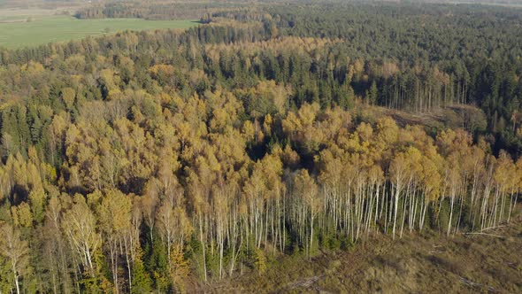 Devastated Forest, Panorama of Deforestation 