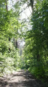 Vertical Video of a Summer Green Forest with Trees During the Day Slow Motion