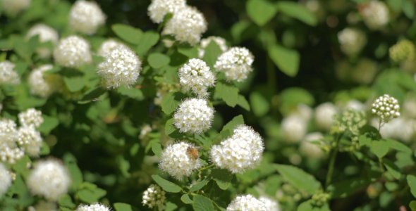 Bees on White Buds